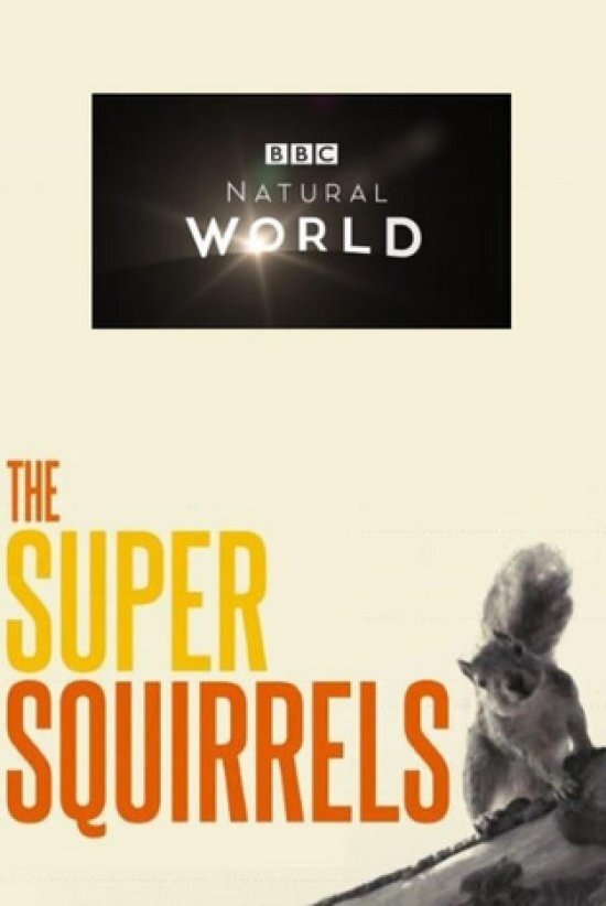 Постер The Super Squirrels
